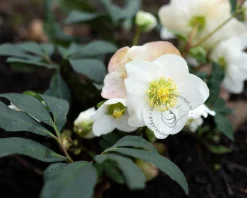 Helleborus niger 'Christmas Carol'