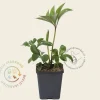 Helleborus orientalis