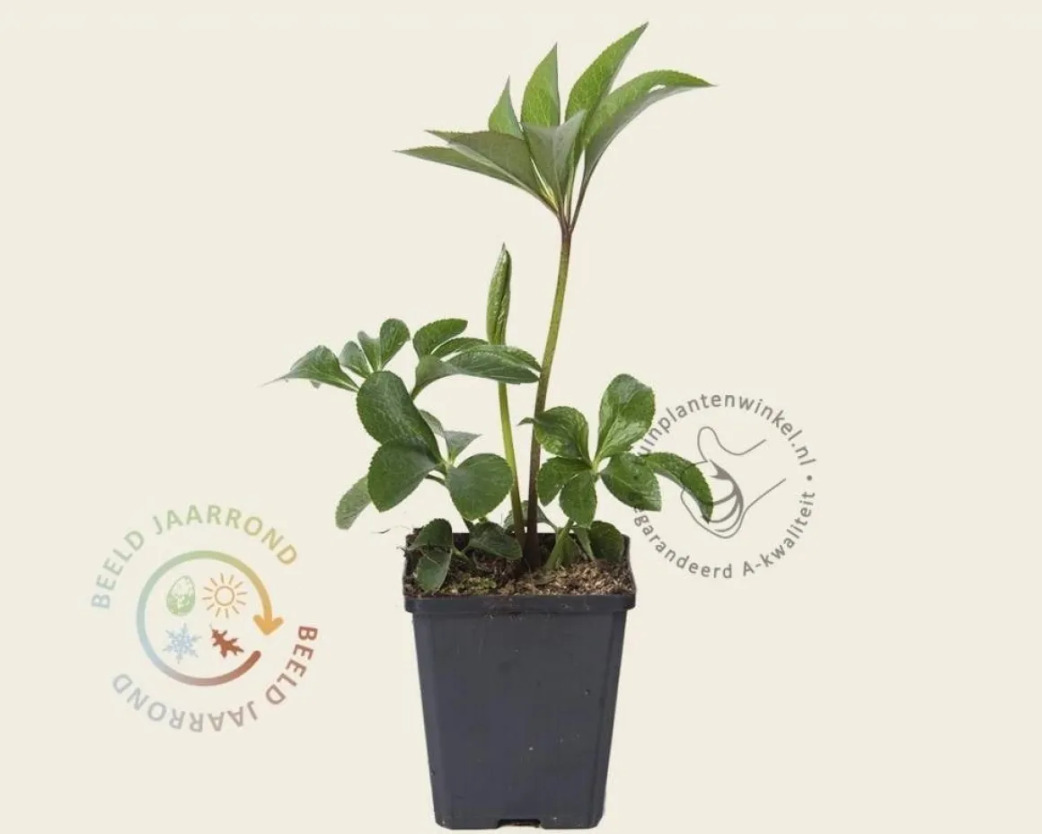 Helleborus orientalis