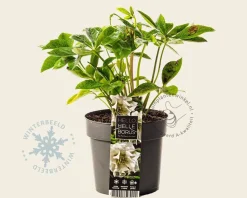 Helleborus orientalis 'Double Ellen White'