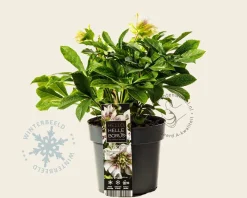 Helleborus orientalis 'Hello Pearl'