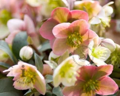 Helleborus 'Pink Beauty'