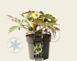 Helleborus x sternii 'Silver Dollar'