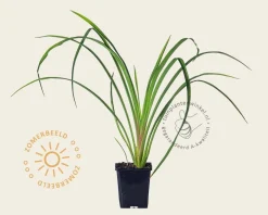 Hemerocallis citrina