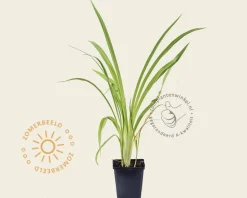 Hemerocallis 'Frans Hals'