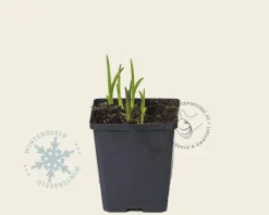 Hemerocallis 'Frans Hals'