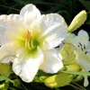 Hemerocallis 'Gentle Shepherd'