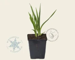 Hemerocallis 'Gentle Shepherd'