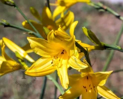 Hemerocallis lilioasphodelus (flava)