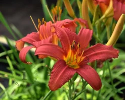Hemerocallis 'Pink Damask'