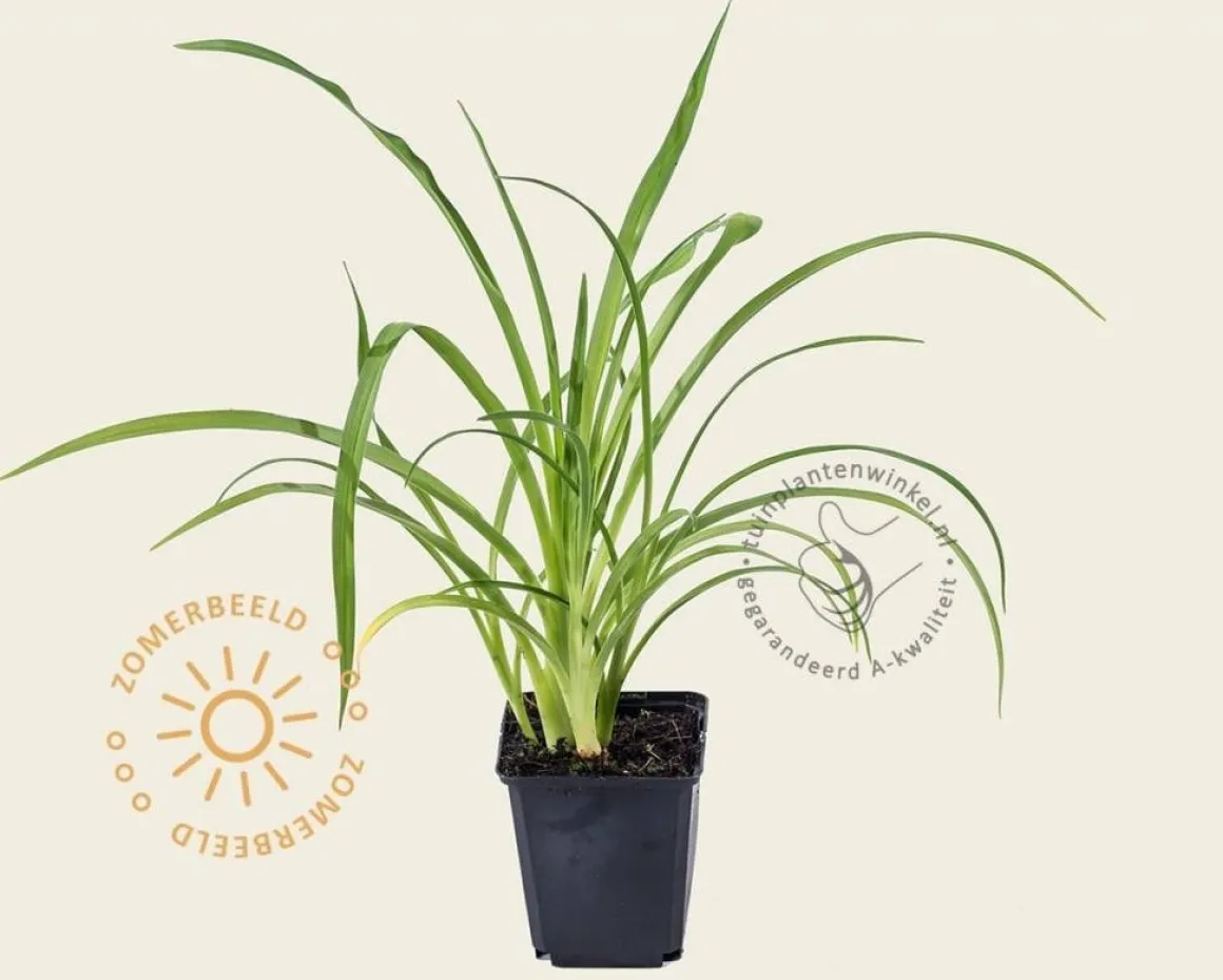 Hemerocallis 'Sammy Russell'