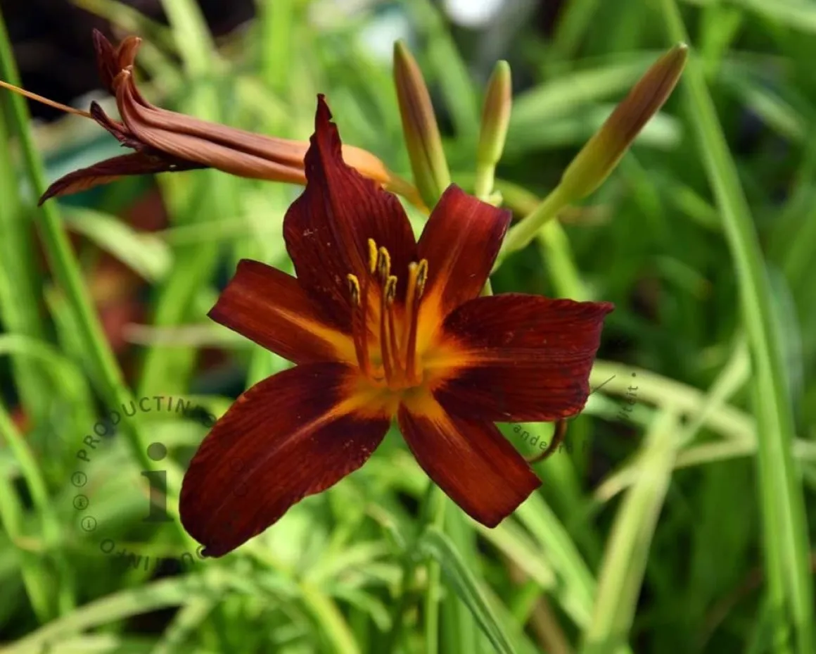 Hemerocallis 'Sammy Russell'