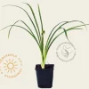 Hemerocallis 'Stella d'Oro'