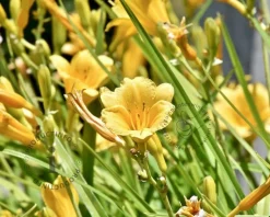 Hemerocallis 'Stella d'Oro'