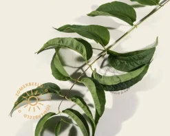 Heptacodium miconioides