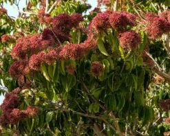 Heptacodium miconioides
