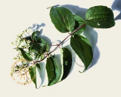 Heptacodium miconioides