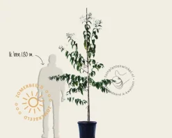 Heptacodium miconioides