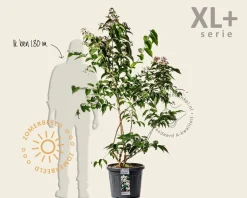Heptacodium miconioides - XL+