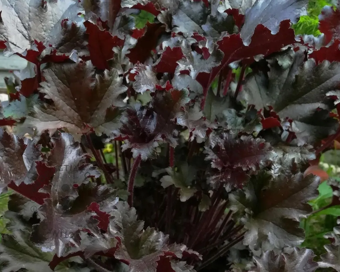 Heuchera 'Black Beauty'