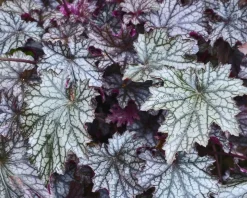 Heuchera 'Blackberry Jam'