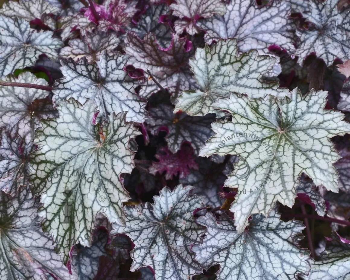 Heuchera 'Blackberry Jam'