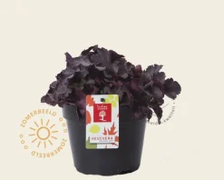 Heuchera 'Blackberry Jam'