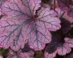 Heuchera 'Blackberry Jam'