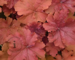 Heuchera 'Boysenberry'