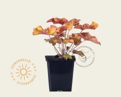 Heuchera 'Caramel'