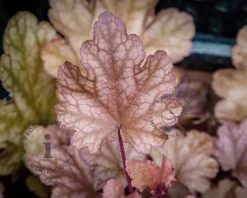 Heuchera 'Carnival Fall Festival'