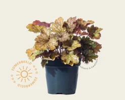 Heuchera 'Carnival Fall Festival'