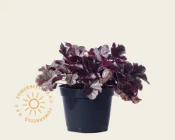 Heuchera 'Carnival Plum Crazy'