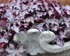 Heuchera 'Carnival Plum Crazy'