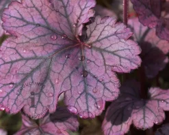 Heuchera 'Carnival Rose Granita'