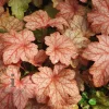 Heuchera 'Carnival Watermelon'