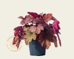 Heuchera 'Carnival Watermelon'