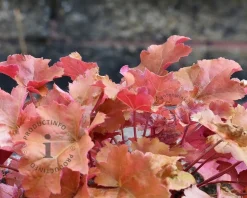 Heuchera 'Cherry Cola'
