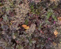 Heuchera 'Crimson Curls'