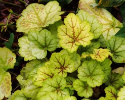 Heuchera 'Electra'