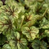 Heuchera 'Green Spice'