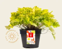 Heuchera 'Lime Marmalade'