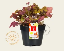 Heuchera 'Marmalade'