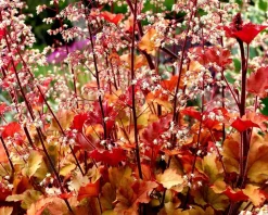Heuchera 'Marmalade'