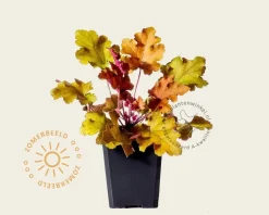 Heuchera 'Marmalade'