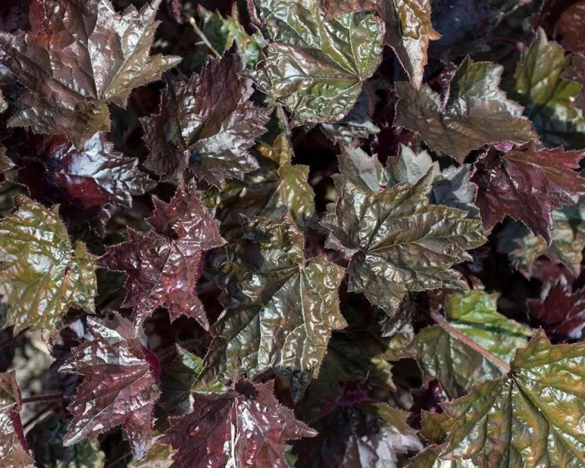 Heuchera micrantha 'Palace Purple'
