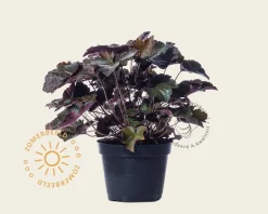 Heuchera micrantha 'Palace Purple'