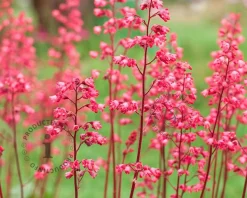 Heuchera sanguinea 'Splendens'