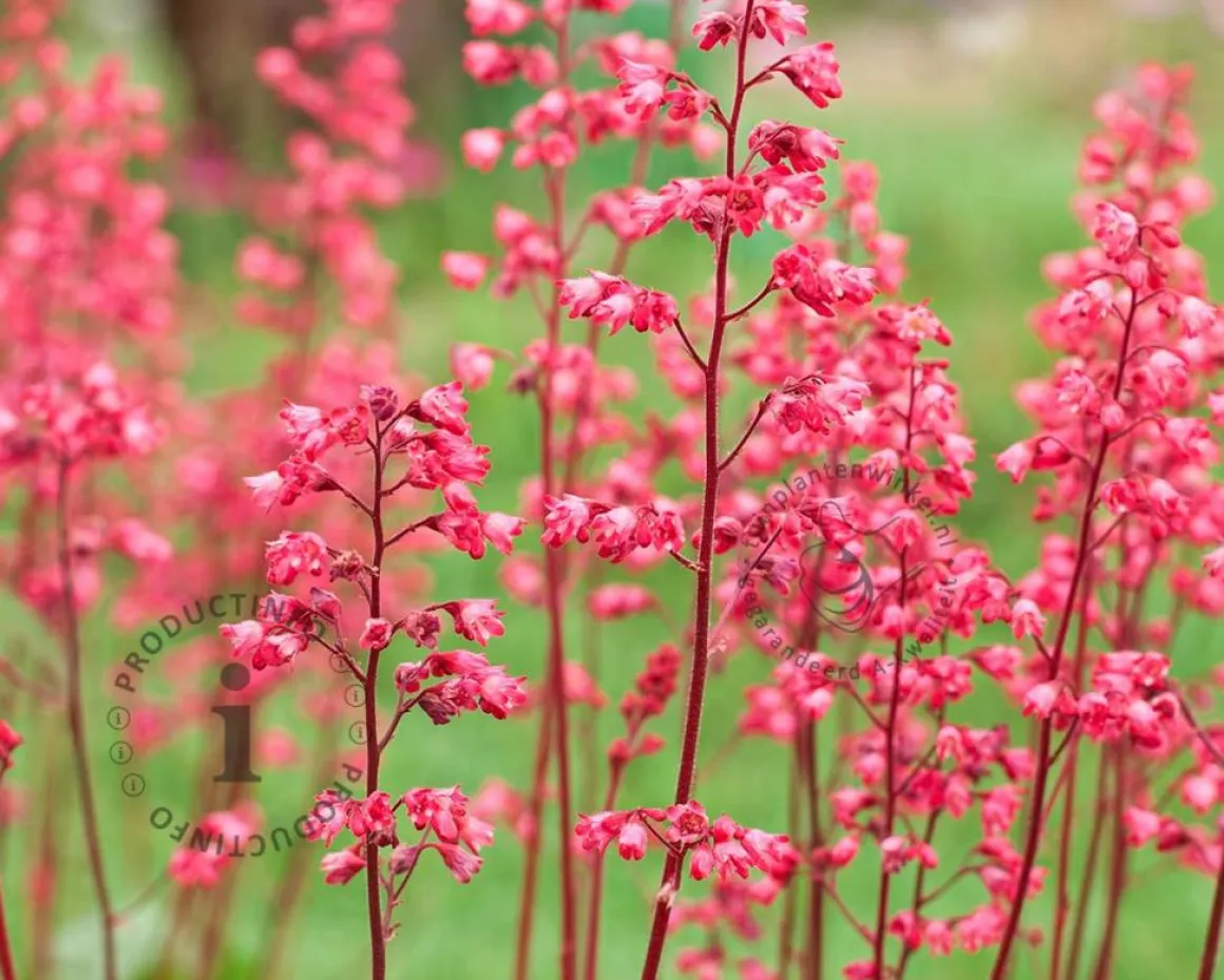 Heuchera sanguinea 'Splendens'