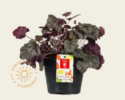 Heuchera 'Silver Scrolls'